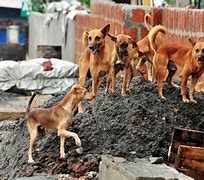 Image result for Killing Stray Dogs