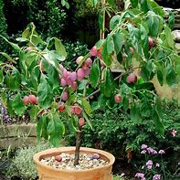 Image result for Growing Fruit Trees in Containers