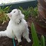 Image result for White Fluffy Cat
