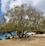 Image result for Manchineel Tree Poisoning
