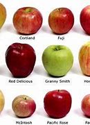 Image result for All Apple Types