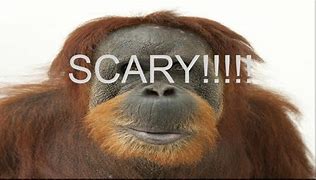 Image result for Orangutan Scary Face