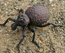 Image result for curculionidae