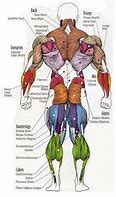 Image result for 11 Major Muscles of the Human Body