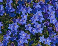 Image result for Red Ground Cover Bush