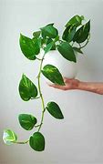 Image result for Vine Grow