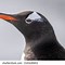 Image result for Apple Penguin Profile Picture