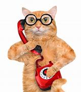 Image result for Cat Talking On Phone