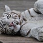Image result for Baby Snow Tiger