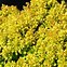 Image result for Berberis thunbergii Tiny Gold