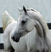 Image result for Wild Arabian Horses