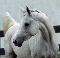 Image result for White Arab Horse Only Face with Flowers