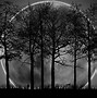 Image result for Dark Forest Wallpaper 4K
