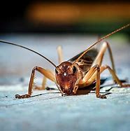 Image result for Brown Cricket Looking Insect