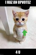 Image result for Cutest Cats Memes