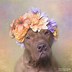 Image result for Spring Flowers with a Pit Bull Dog