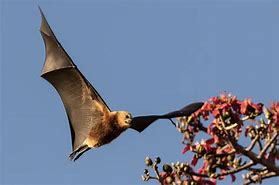 Image result for Most Popular Bat Species