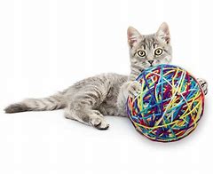 Image result for Rattle Ball Cat Toy