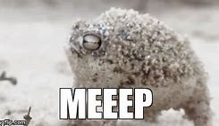 Image result for Desert Rain Frog Meme