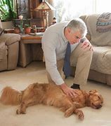 Image result for Recover CPR On Dog