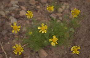 Image result for Utah Desert Wildflowers