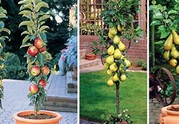 Image result for Dwarf Columnar Fruit Trees