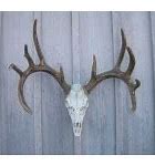 Image result for Whitetail Deer Jawbone