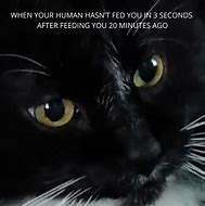 Image result for Disappointed Cat Même