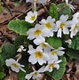 Image result for Primula vulgaris Avondale