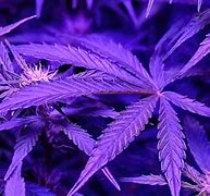 Image result for Purp Weed PFP