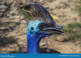 Image result for Casuariidae