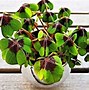 Image result for Indoor Plants with Purple Leaves