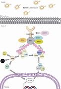 Image result for Nod D Protein