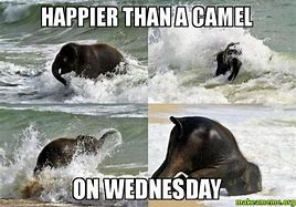 Image result for Camel Wednesday Fall Meme
