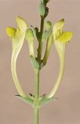 Résultat d’images pour Scutellaria amana
