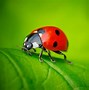 Image result for Big Ladybug