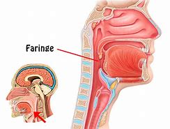 Image result for faringe
