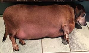 Image result for World's Biggest Fattest Dog