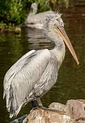 Image result for Yellow Pelican