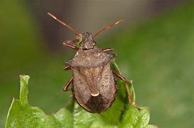 Image result for Stink Bug Beetle