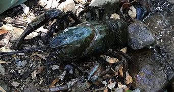 Image result for Largest Recorded Lobster