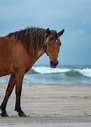 Image result for Spanish Mustang