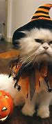 Image result for Cat Fo Halloween