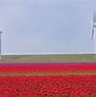 Image result for Netherlands Mills and Tulips