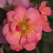 Image result for Rosa All The Rage Easy Elegance