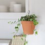 Image result for How to Hang Vines On Wall