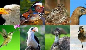 Image result for Different Types of Birds Animal