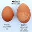 Image result for Weird Chicken Eggs