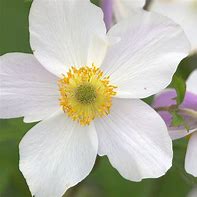 Image result for Anemone Wild Swan