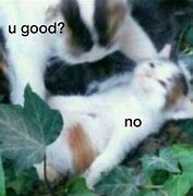 Image result for No Cat Meme